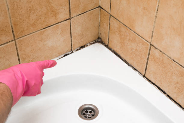 Best Toxic Mold Removal  in USA